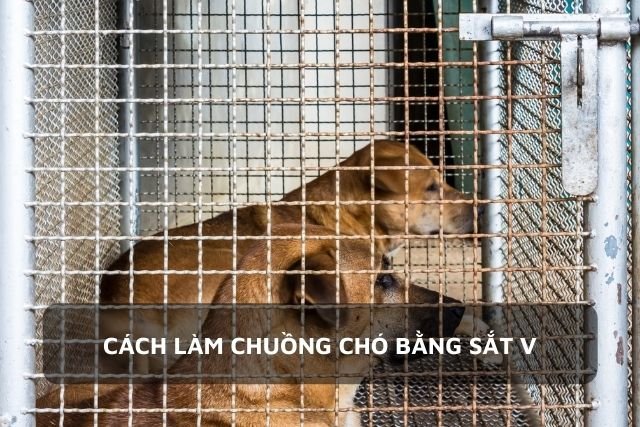 Chuồng chó làm bằng sắt V gọn gàng