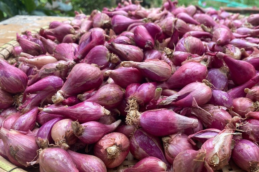 Chọn hành tím khô củ hơi dài sẽ ngon hơn