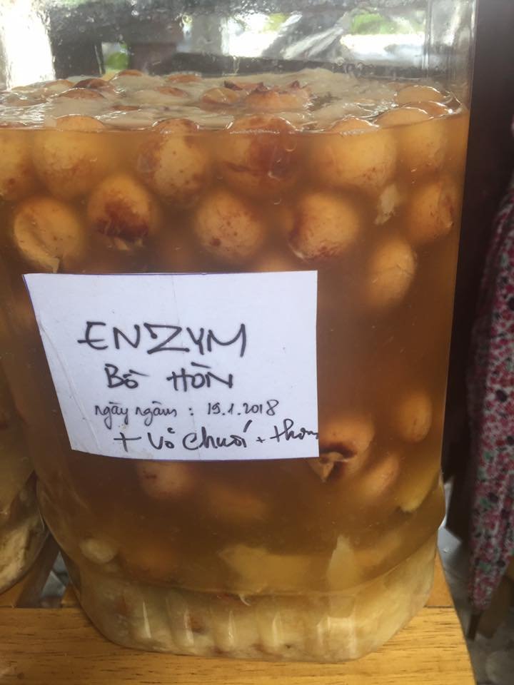 cách làm enzyme bồ hòn