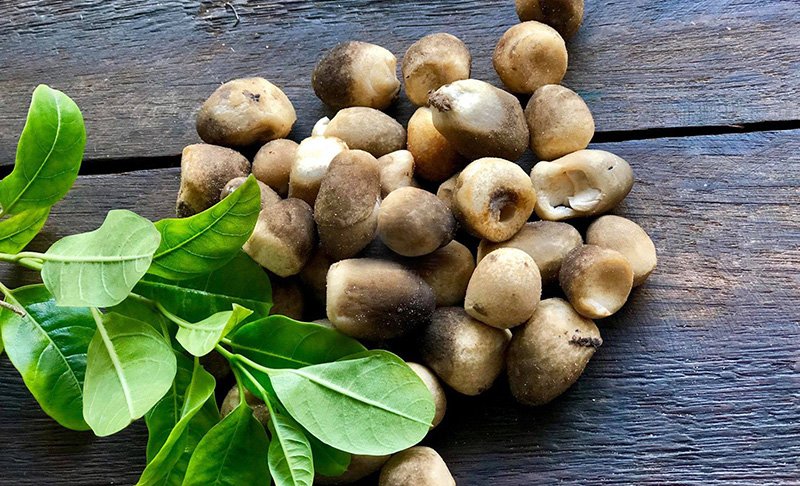 Lợi ích của nấm rơm Lợi ích của nấm rơm