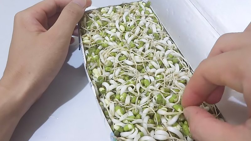 Thành phẩm trồng giá đỗ bằng hộp sữa Thành phẩm trồng giá đỗ bằng hộp sữa