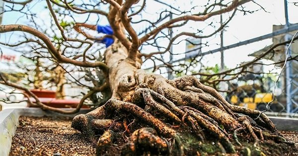 Ghép nhiều cây vào một là các để làm gốc cây mai to ra