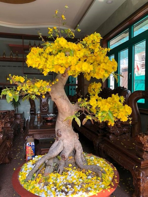 Kỹ thuật chăm sóc cũng là cách hiệu quả để làm gốc cây mai to ra