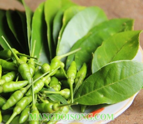 Cách làm muối ớt xanh ngon chấm thịt nướng hải sản mang lại món ăn hấp dẫn như nhà hàng 1