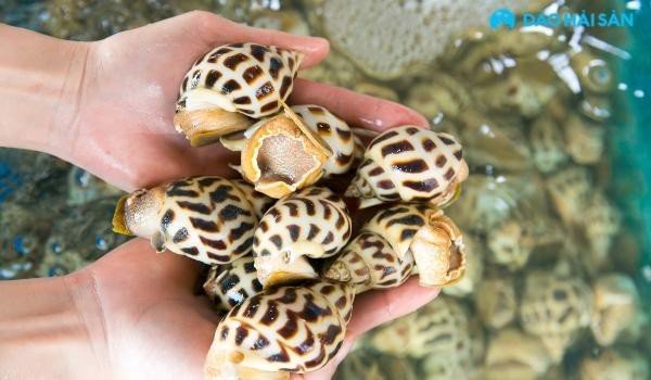 Đảo Hải Sản chuyên cung cấp ốc hương tươi mới mỗi ngày