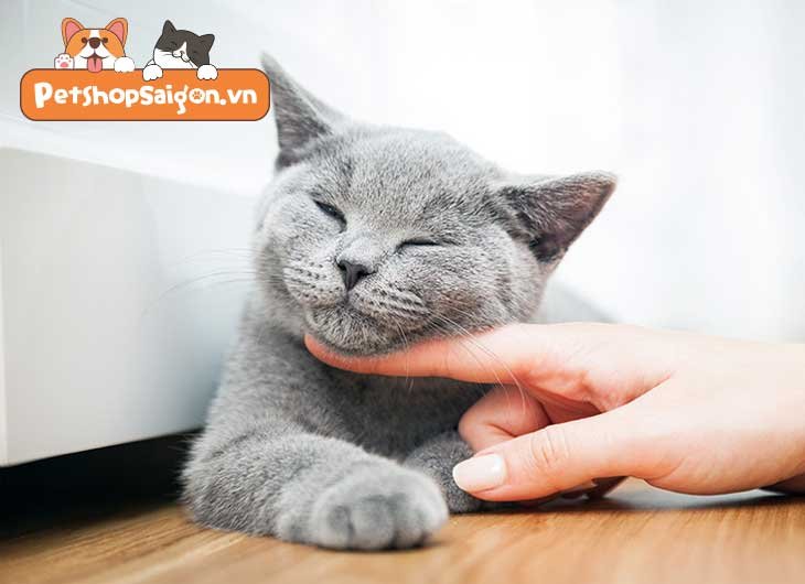 Cách làm quen với mèo