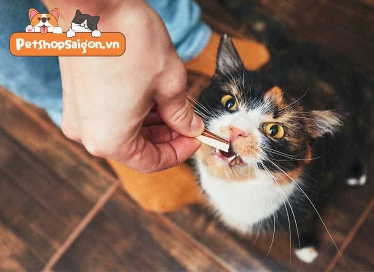 Cách làm quen với mèo