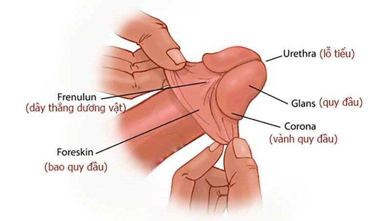Quy đầu là phần bảo vệ ở đầu dương vật