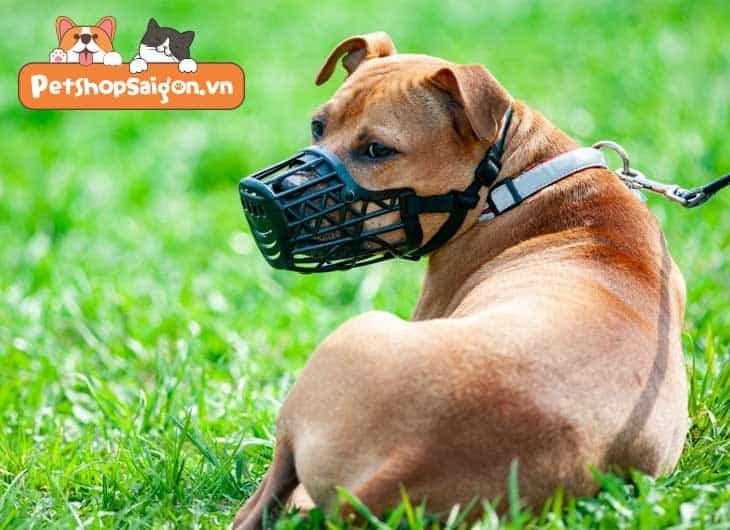 Cách làm rọ mõm chó