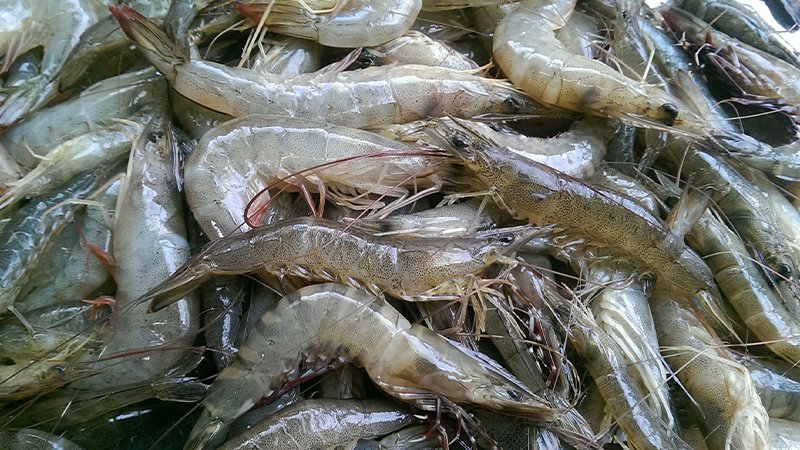 Nguyên liệu làm tôm khô 1 nắng