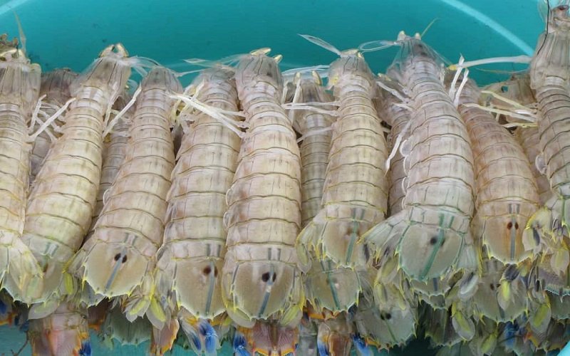 Bạn nên lựa con tôm tít còn sống, ấn vào thấy còn thịt săn chắc