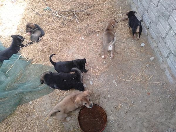 Khu vực chuồng nuôi chó thịt sạch sẽ tránh mầm bệnh.