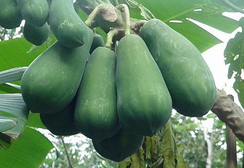 Đu đủ xanh chứa thành phần tương tự hormone estrogen nên hỗ trợ tăng size ngực rất tốt