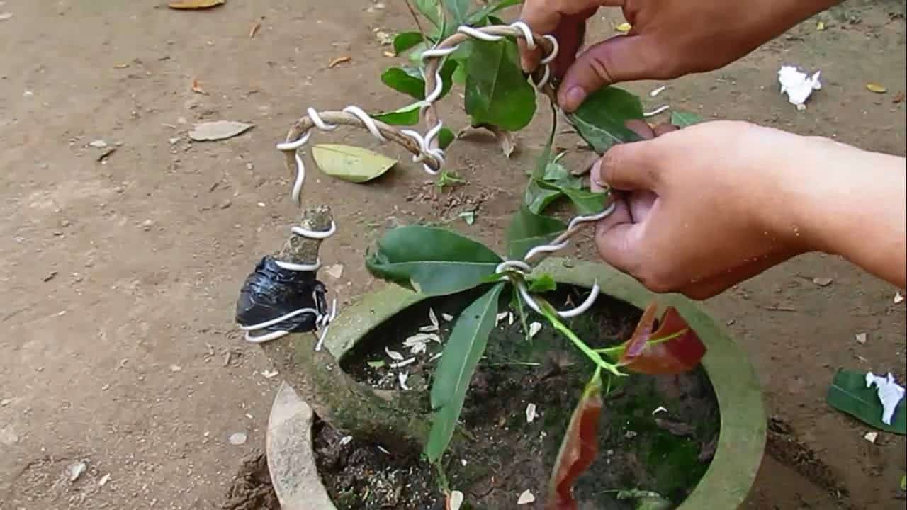 cách uốn cây bonsai