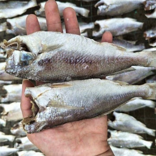 cách bẫy mèo nhà hiệu quả cao