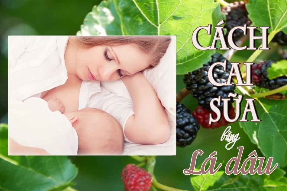 Sử dụng lá dâu cai sữa như thế nào là đúng cách?