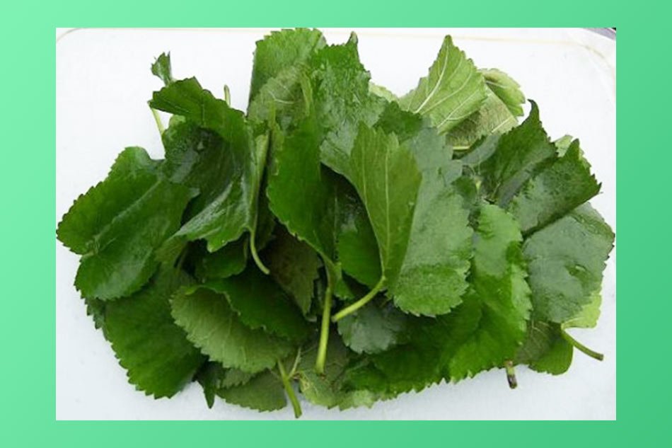 Công dụng của lá dâu đối với việc cai sữa mẹ