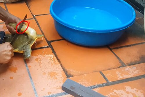 cắt tiết ba ba cách 1