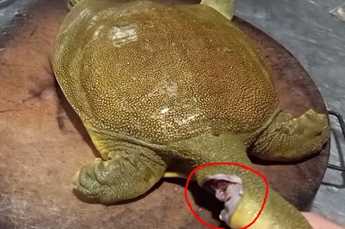 cắt tiết ba ba cách 2