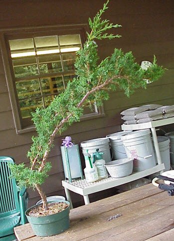 Chọn chủng loại cây phù hợp để lũa bonsai