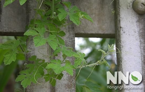 Khổ qua (mướp đắng)