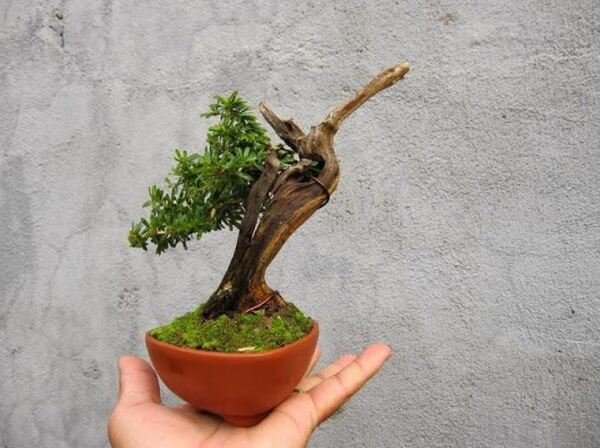 Chậu lũa bonsai mini