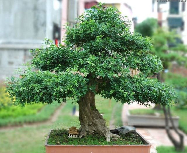 Chọn đất tốt cho cây luôn xanh tươi