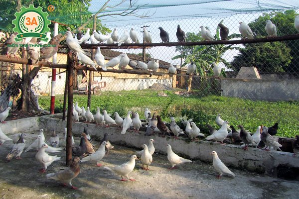 Chuồng chim bồ câu (01)