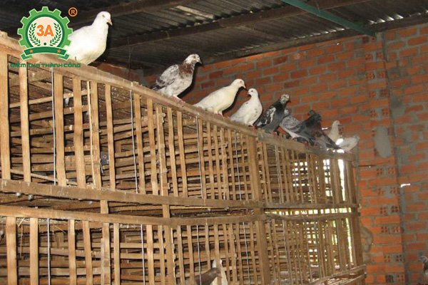 Chuồng chim bồ câu (03)