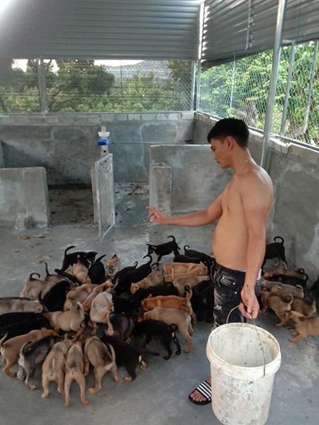 Chuồng nuôi chó thịt tham khảo.