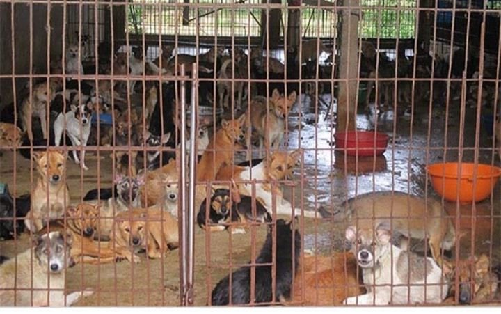 Tham khảo mẫu chuồng nuôi chó thịt tập trung.