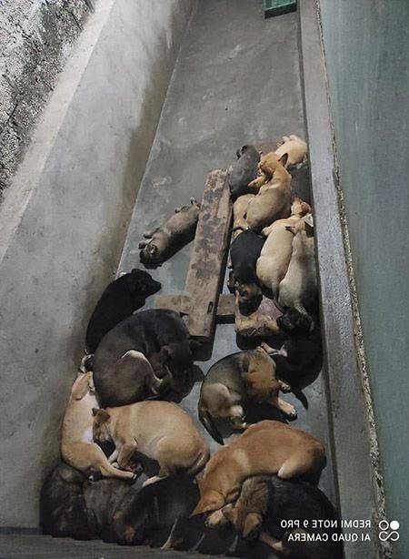 Chuồng nuôi chó thịt tham khảo.