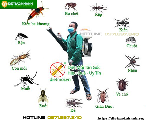 Diệt côn trùng tại Phú Mỹ -Tân Thành uy tín Liên hệ ngay Diệt mối nhanh