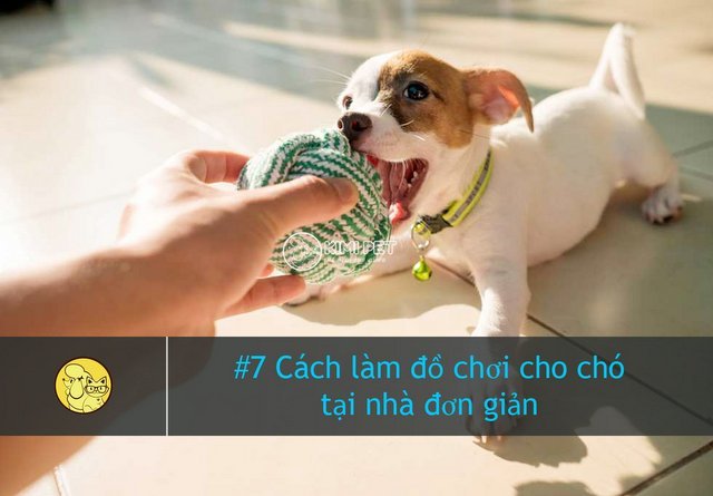 Chú chó con vui vẻ với đồ chơi mới
