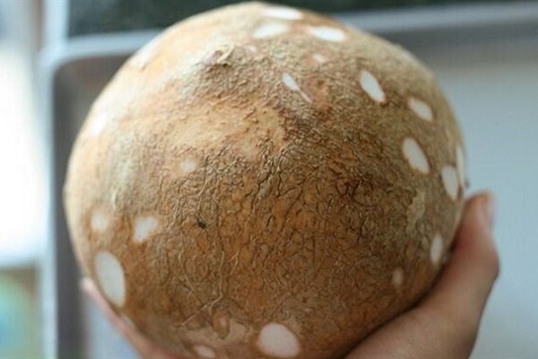 dừa bánh tẻ làm mứt