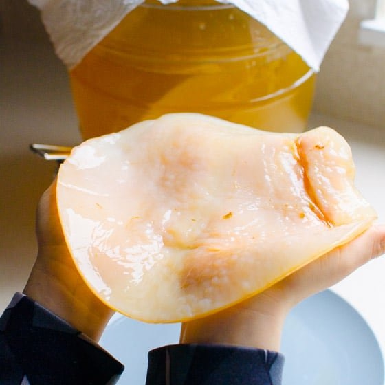 fg kombucha scoby