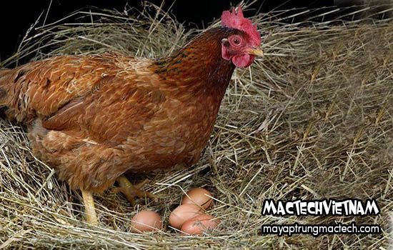 Cách làm cho gà mái nhanh đẻ
