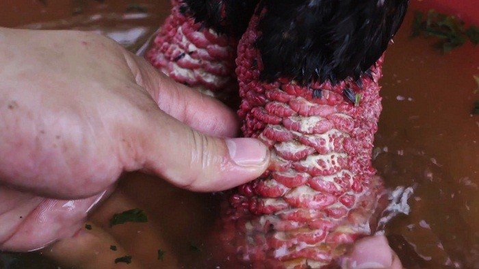 Truyền thông - Hé lộ cách vệ sinh chân gà 'quái thú' Đông Tảo tiến vua (Hình 2).