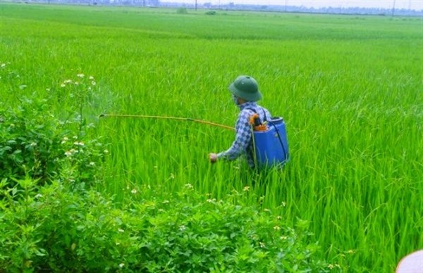 cách làm thịt rắn mối