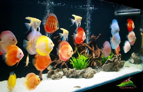 bể cá đĩa cực đẹp