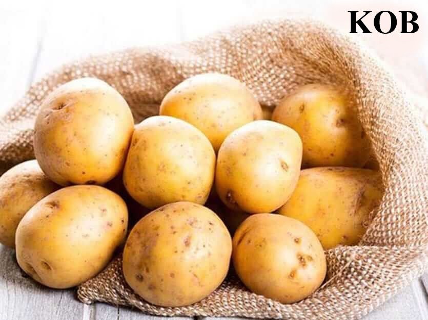 Hỗn hợp dầu dừa với khoai tây giúp chữa nám da