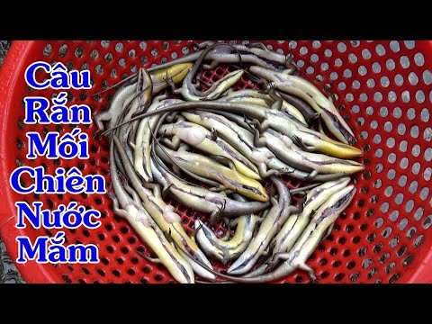 cách làm thịt rắn mối