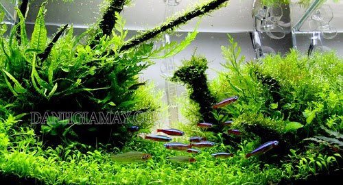 làm sạch gỗ lụa thế nào