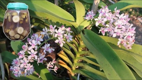 Hướng dẫn cách ủ dịch chuối tưới lan