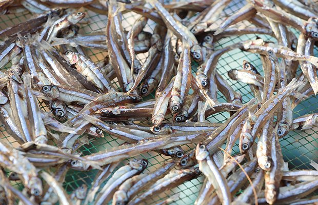 cách làm cá cơm khô tẩm gia vị