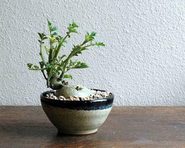 Khoai tây mọc mầm chớ vội vứt, bỏ vào cốc nước trang trí sang chảnh như tiền triệu - 6