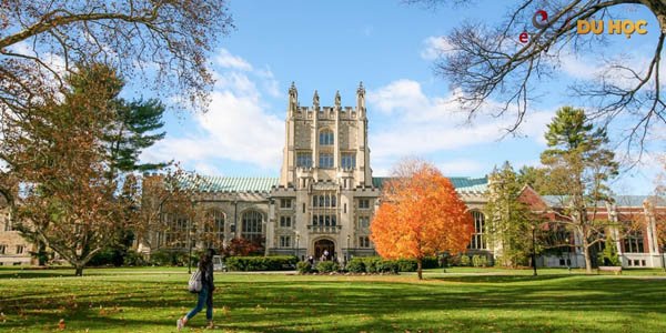 Thực tế không có bằng IELTS khi du học Mỹ cũng không ảnh hưởng