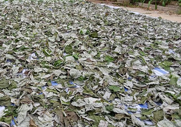 Lá gai phơi khô để bảo quản được lâu hơn