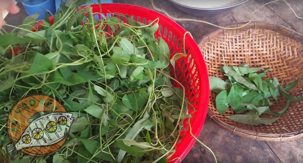 Lá mơ để làm bánh là lá màu xanh cả hai mặt