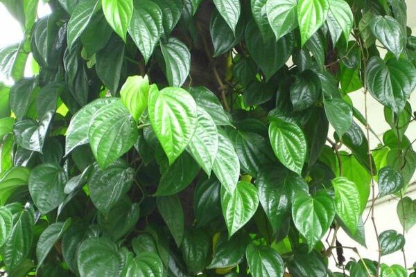 lá trầu không trị thâm vùng kín